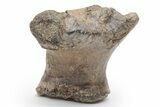 Fossil Dinosaur (Triceratops) Vertebra Pedicle - Montana #219117-2